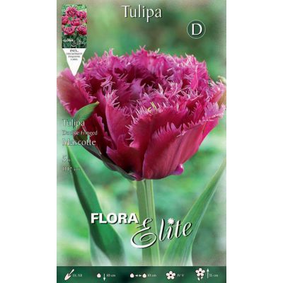785832 Tulipa – Τουλίπα Mascotte