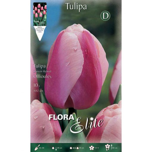 690556 Tulipa – Τουλίπα Ollioules