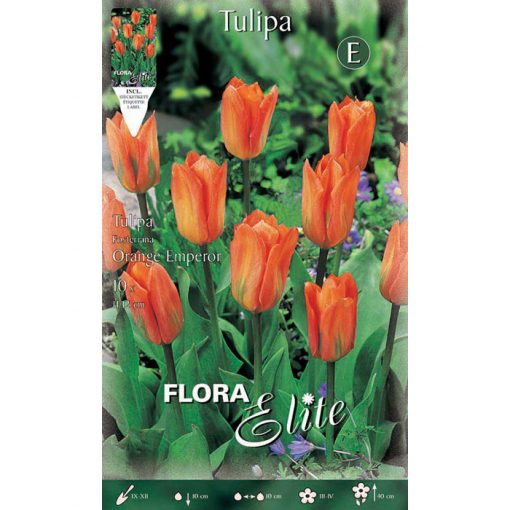 233319 Tulipa – Τουλίπα Orange Emperor