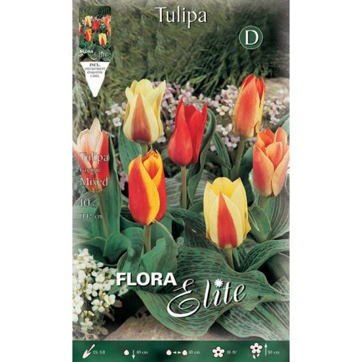270208 Tulipa Peacock Mix