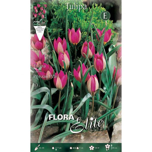 245497 Tulipa Persian Pearl