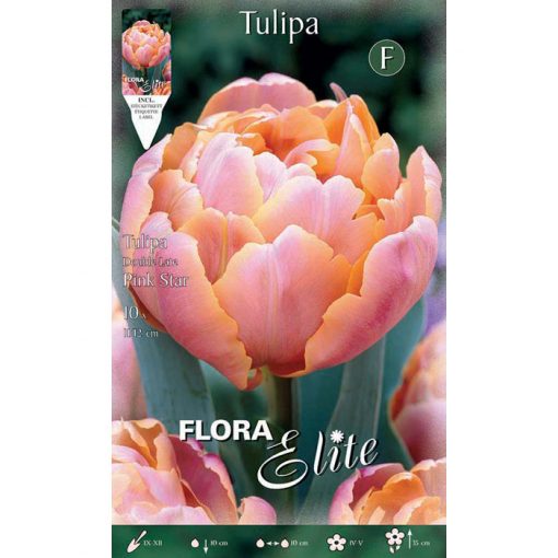 792236 Tulipa Pink Star