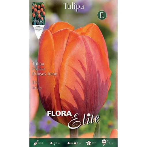242908 Tulipa - Τουλίπα Princes Irene