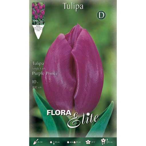 247651 Tulipa Purple Prince