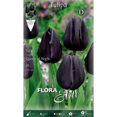 246401 Tulipa – Τουλίπα Queen of Night