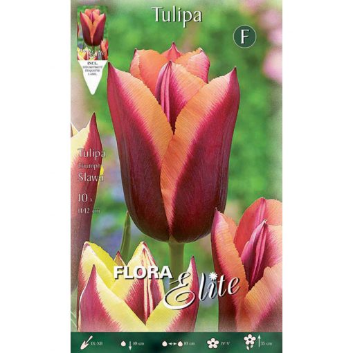 789267 Tulipa – Τουλίπα Slawa