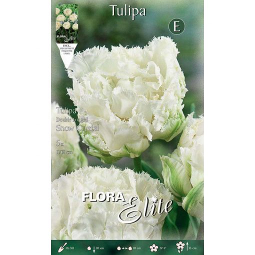 787942 Tulipa Snow Crystal