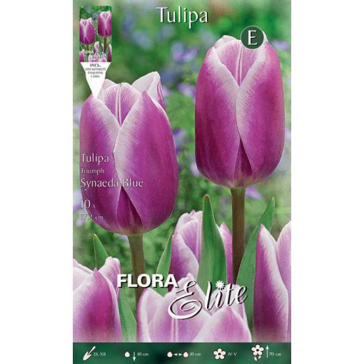 792281 Tulipa Synaeda Blue