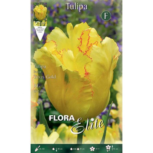 792397 Tulipa – Τουλίπα Texas Gold