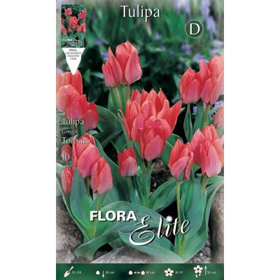256905 Tulipa – Τουλίπα Toronto