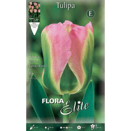 224706 Tulipa Groenland