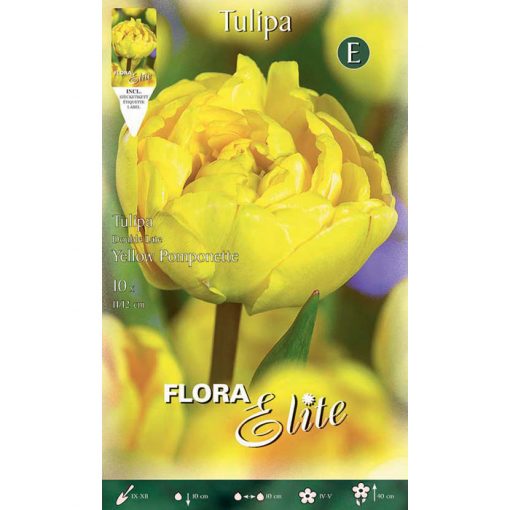 792243 Tulipa Yellow Pomponette