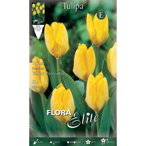 788413 Tulipa – Τουλίπα Yellow Purissima