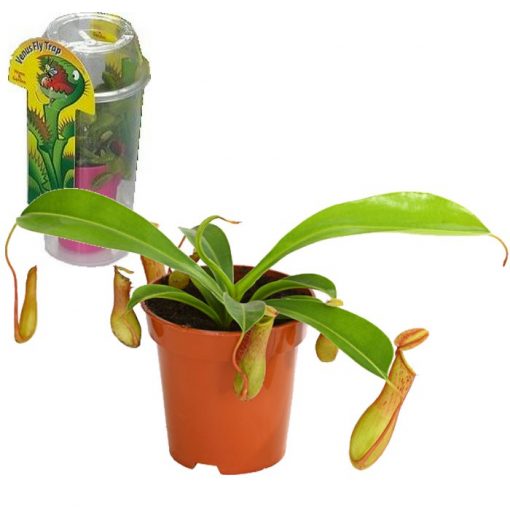 Σαρκοφάγα φυτά σε συσκευασία (γυάλα) – CAR10 Nepenthes alata
