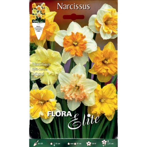 802058 Narcissus - Νάρκισσος Split Corona Mixed