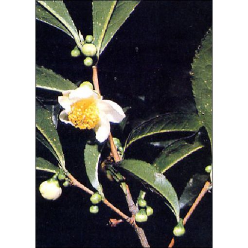 12365 Camelia sinensis - Tea plant