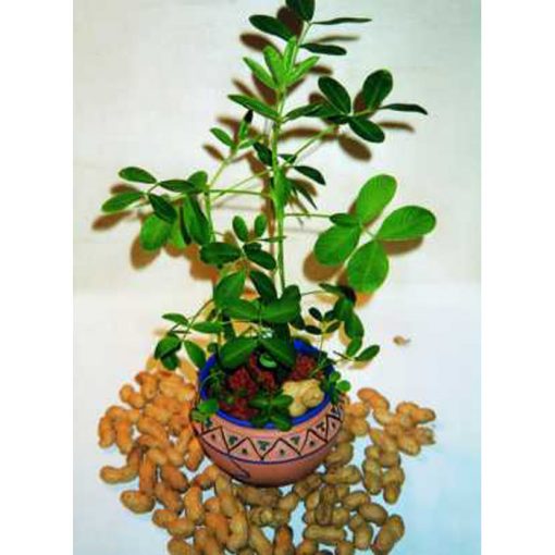 12376 Arachis hypogaea - Peanut Plant