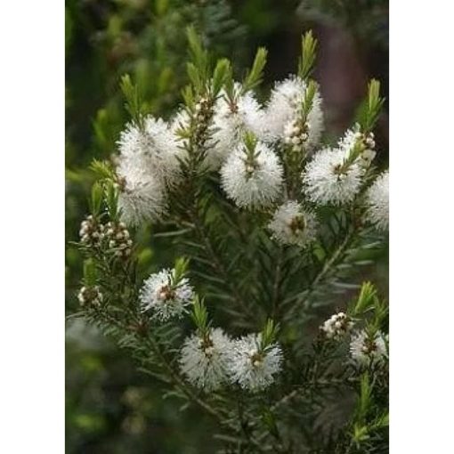 12928 Melaleuca alternifolia - Μελαλεύκη - Τσαγιόδεντρο Αυστραλίας