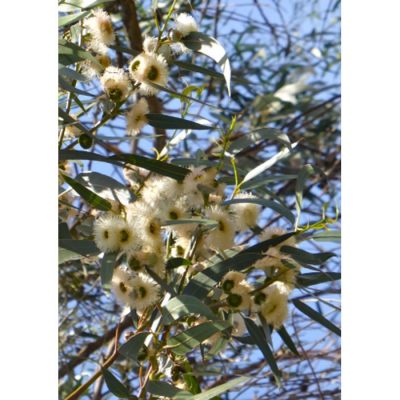 12929 Eucalyptus globulus bicostata - Ευκάλυπτος σφαιρικός