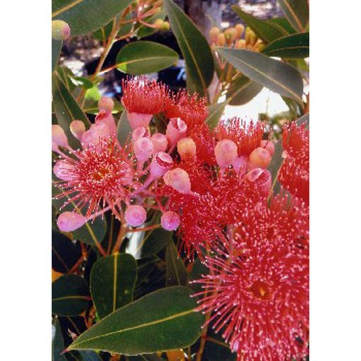 12935 Eucalyptus ficifolia syn. Corymbia ficifolia - Ευκάλυπτος φικόφυλλος
