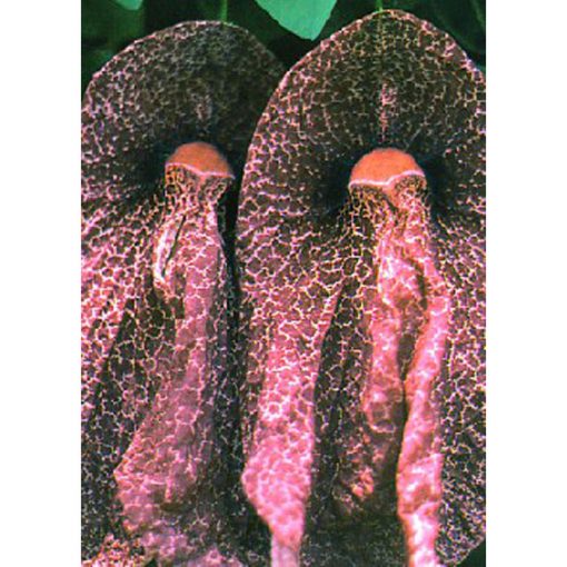 12937 Aristolochia grandiflora - Αριστολοχία μεγανθής