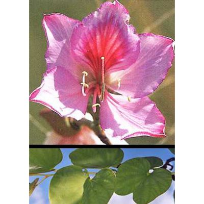 12938 Bauhinia variegata - Pink Orchid Tree - Camel Foot Tree