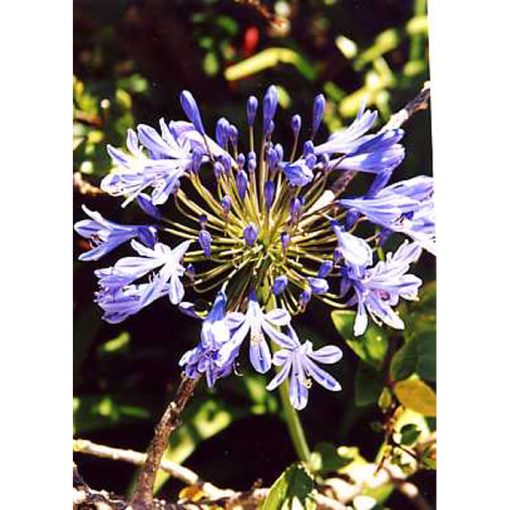 12940 Agapanthus orientalis ssy. praecox - Agapanthus - African Lily Blue