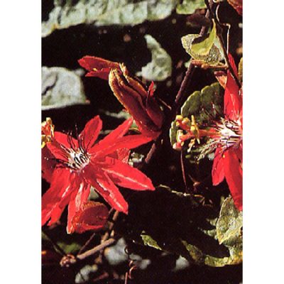 12944 Passiflora coccinea - Scarlet Passion Flower