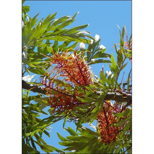 12977 Grevillea robusta - Australian Silver Oak