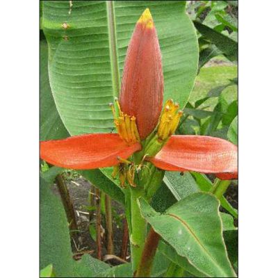 12978 Musa ornata 'red' - Flowering Banana Red