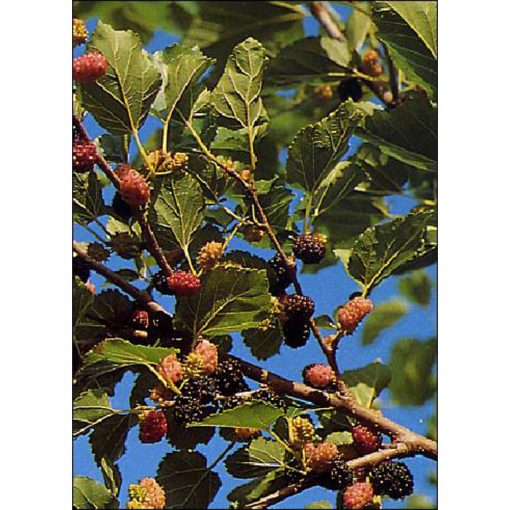 12985 Morus nigra - Black Mulberry