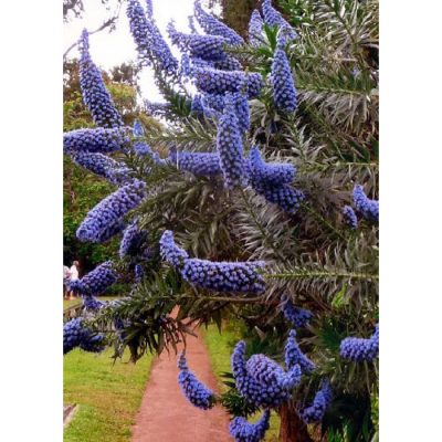 12999 Echium fastuosum syn. candicans - Έχιο μπλε - Δόξα της Μαδέρας