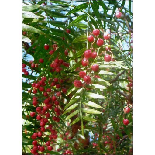 13015 Schinus molle var. areia - Peruvian Pepper Tree