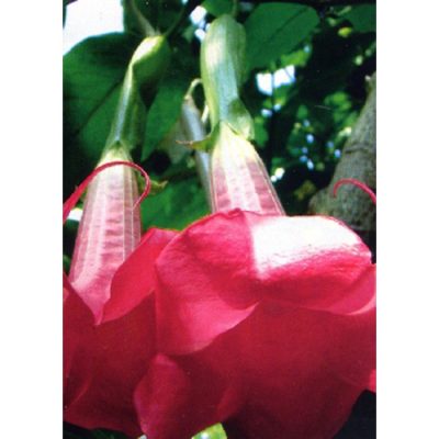 13101 Brugmansia suaveolens - Μπρουγκμάνσια - Σάλπιγγες των αγγέλων - Ροζ