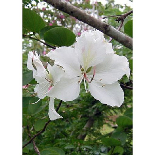 13102 Bauhinia variegata candida - White Orchid Tree - Buddhist Orchid