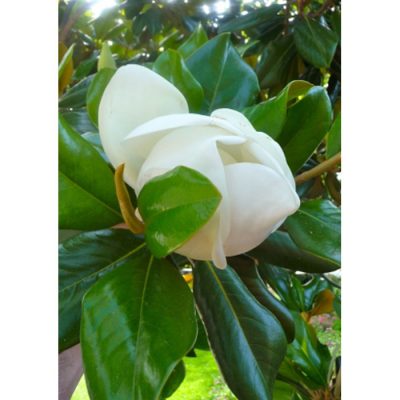 13105 Magnolia grandiflora - Μανόλια