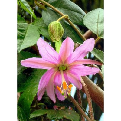 13114 Passiflora mollissima - Πασιφλόρα - Ρολόι ροζ