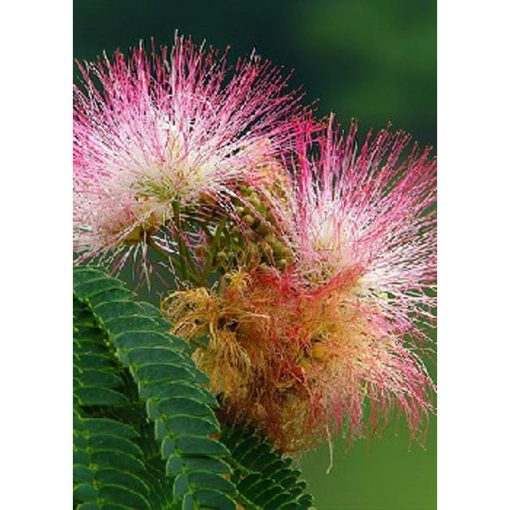 13128 Albizzia julibrissin "Rosea" var. Ernest Wilson - Persian Silk Tree Pink