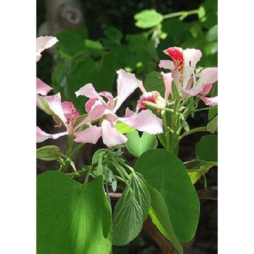 13133 Bauhinia monandra - Small Orchid Tree – Pink