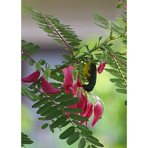 13154 Sesbania grandiflora - Scarlet Hummingbird Tree
