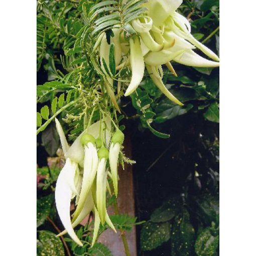 13155 Sesbania grandiflora - Σεσμπάνια - Αισχυνομένη - Λευκή
