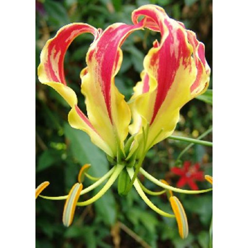 13156 Gloriosa rothschildiana - Flame Lily