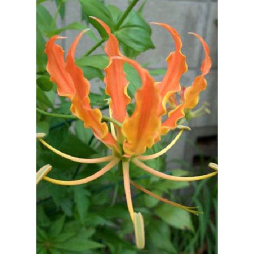 13157 Gloriosa glory orange - Flame Lily - Orange