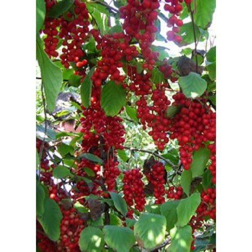 13159 Schisandra chinensis - Five Flavor Berry