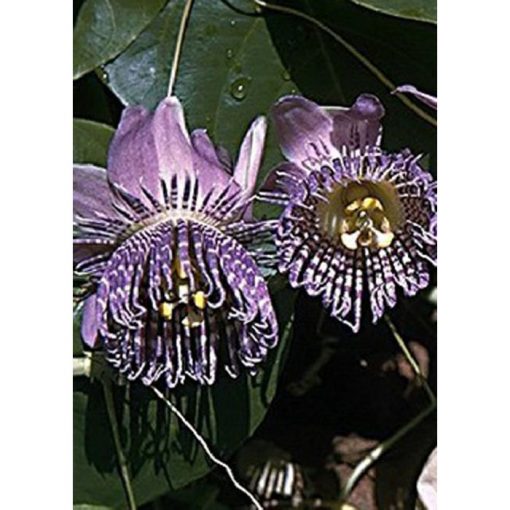 13172 Passiflora ligularis - Πασιφλόρα - Ρολόι - Μοβ