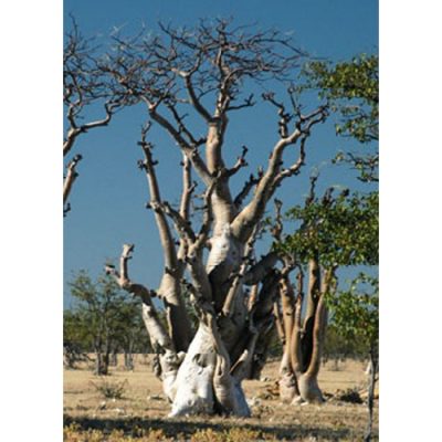 13173 Moringa ovalifolia - Ghost Tree of Etosha