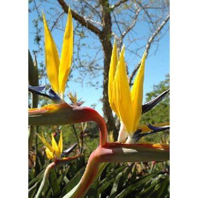 13174 Strelitzia reginae Yellow - Bird Of Paradise – Yellow