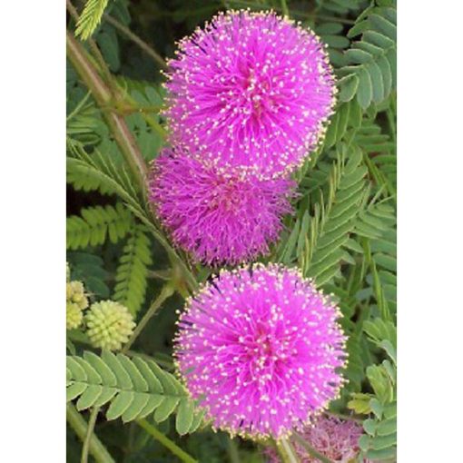 13175 Mimosa nuttallii - Sensitive Briar 'Pink Sparkles'