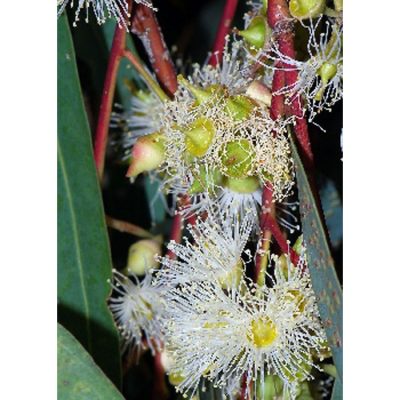 13180 Eucalyptus camaldulensis - River Red Gum