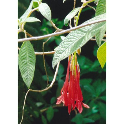 13184 Fuchsia boliviana - Σκουλαρικιά της Βολιβίας